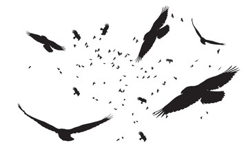 Flock of crows flying naturally. Vector birds. White background.  - obrazy, fototapety, plakaty