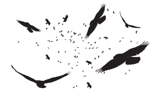 Flock of crows flying naturally. Vector birds. White background. 