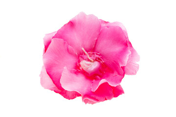 pink oleander isolated
