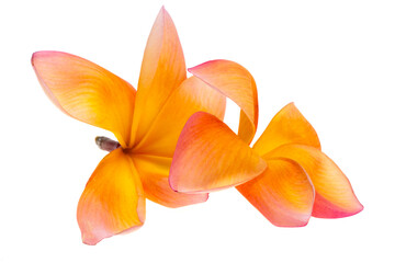 plumeria flower isolated