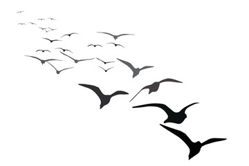 Flying birds with their approaching view. Vector birds. White background. 