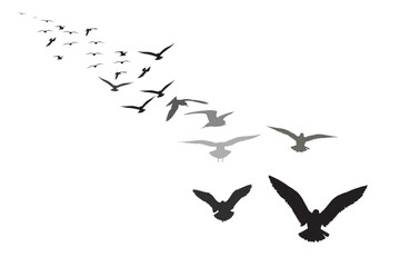 Flying birds with their approaching view. Vector birds. White background. 