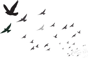 Flying birds with their approaching view. Vector birds. White background. 