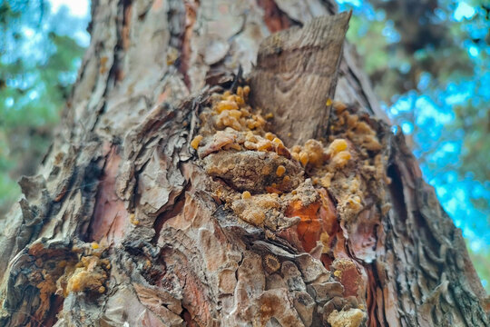 The trunk of a pine tree with a broken dry branch, resin seeped out of the damaged holes, which hardened - Powered by Adobe