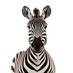 Fototapeta na wymiar zebra face isolated on transparent background