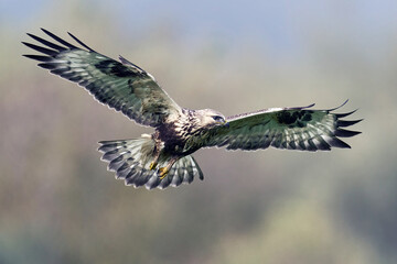 Rough-legged buzzard (Buteo lagopus)