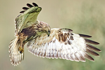 Rough-legged buzzard (Buteo lagopus)