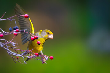 One of nature's cute birds. European Greenfinch. Chloris chloris. The length of the bird is 14-15...