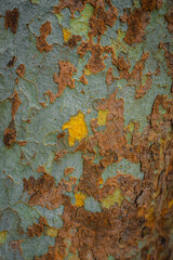 Beautiful background texture of American sycamore tree, western sycamore tree bark in Milan, Italy.