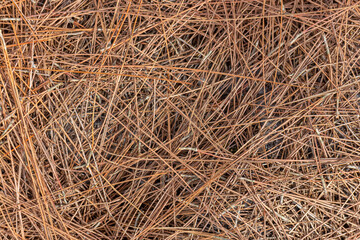Background of dry pine needles. Texture of pine needles. Pine needles.
