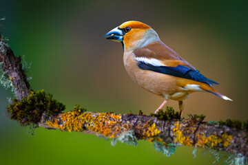 It is a cute bird that can break very hard-shelled foods with its very large beak. Hawfinch. Coccothraustes coccothraustes. Nature background. 
