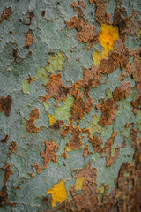 Beautiful background texture of American sycamore tree, western sycamore tree bark in Milan, Italy.