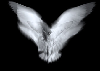 Abstract nature photography. Black background.