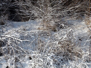 An amazing natural picture of snow-covered bushes in the wilderness of the steppe forest under the rays of a bright frosty January sun.