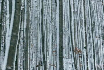 Obraz premium Winter