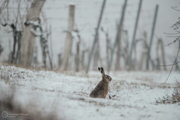 Hase im Winterwunderland