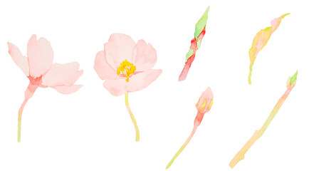 水彩で描いたかわいい桜の花のイラストセット