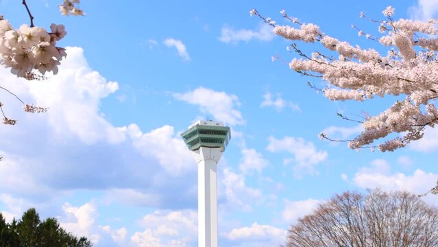 北海道函館-春の五稜郭タワーと桜-02
