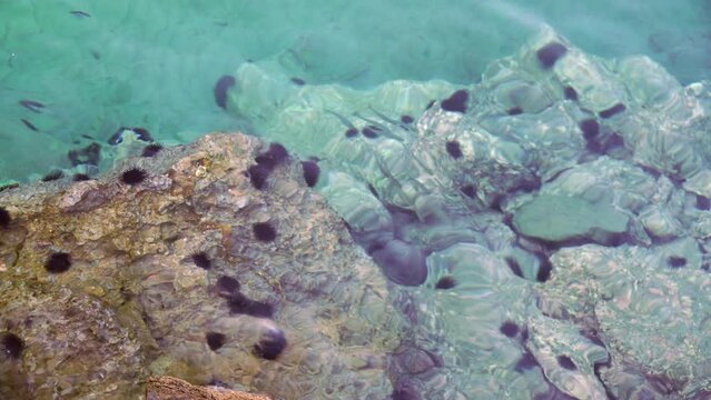 Under the crystal clear water of the Aegean Sea there are a huge number of sea urchins on the rocks in Greece