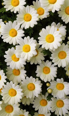 Field of White Daisies with Yellow Centers: A Serene and Delicate Floral Wonderland