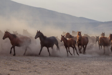 Horses.2