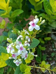 Japanese jasmine or pseuderanthemum reticulatum flowers are often found in kerala 