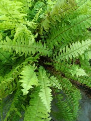 Nephrolepis exaltata, known as the sword fern or Boston fern, is a species of fern in the family Lomariopsidaceae. 