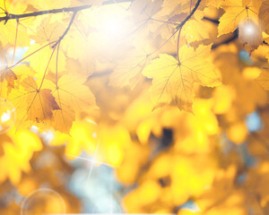 Leaves with yellow autumn colours; background or texture;