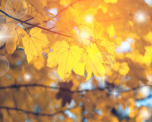 Leaves with yellow autumn colours; background or texture;