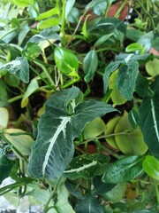 Alocasia is an ornamental plant grown for the large heart- or arrow-shaped foliage that resembles elephant ears, hence the common name. Also known as African mask plant