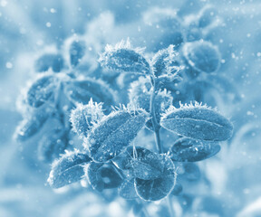 Frozen plant leaves with frost crystals. Detail of frozen leaves. Rime ice crystals on leaves...
