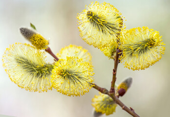 Blooming willow tree branch. Willow catkins close-up. Macro photography of  willow catkin.