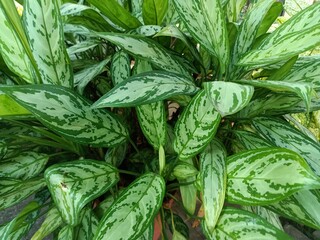 Aglaonema is a genus of flowering plants in the arum family, Araceae. They are native to tropical...