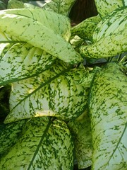 Aglaonema is a genus of flowering plants in the arum family, Araceae. They are native to tropical and subtropical regions of Asia and New Guinea.