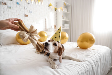 Woman celebrating birthday with her Beagle dog at home