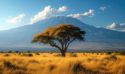 Küchenrückwand glas motiv Kilimandscharo arid dry African savanna in late evening with Mount Kilimanjaro