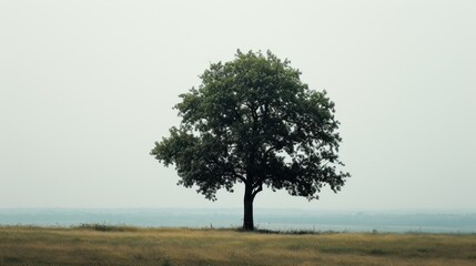  a lone tree in a grassy field with a view of the horizon in the distance in the distance is a distant horizon in the distance is a distant horizon in the distance.