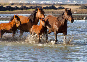 Mother Horses and Their Foals