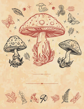 Mushrooms frame. Old paper vector. Cover page template. Autumn forest, fly agaric, vertical background