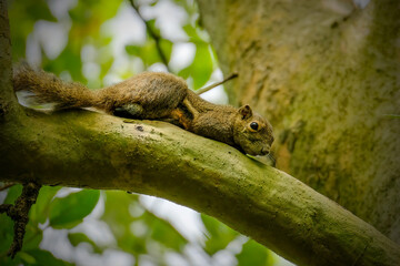 squirrel on a tree