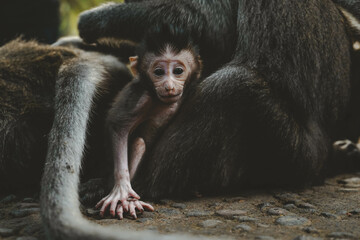 Little Baby Monkey Macaque In Ubud Monkey Forrest, Bali, Indonesia