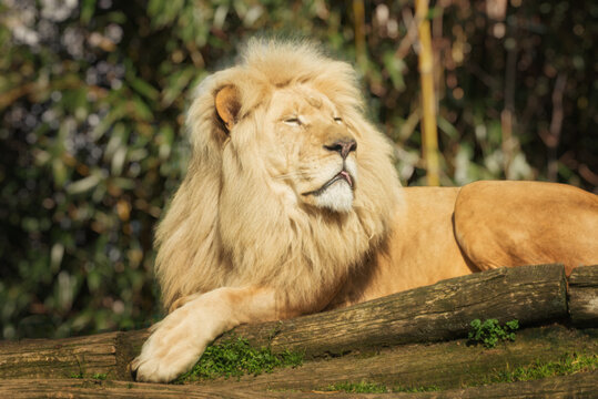 African Lion, Panthera leo, a large cat