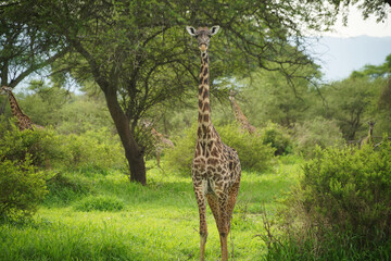 Giraffes dans le parc national de Tarangire en Tanzanie