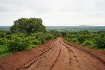 Fototapeta na wymiar Parc national de Tarngire en Tanzanie