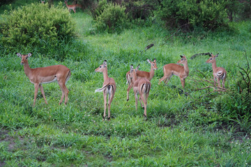 Impalas dans le Parc National de Tarangire en Tanzanie