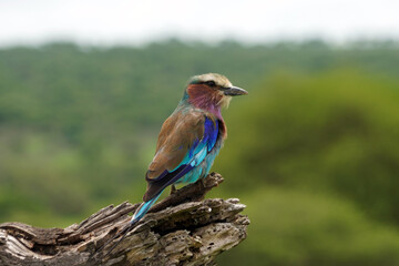 Rollier &agrave; longs brins, Coracias caudatus, Lilac-breasted Roller, Tanzanie