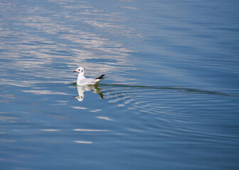 Black-headed Seagull