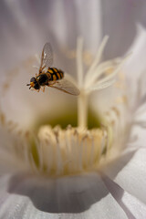 Pszczoła na kwiaku macro.