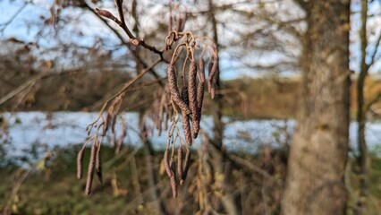 Hazelnut earrings on the branches of a tree in spring