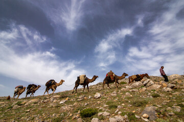 Camel Caravan